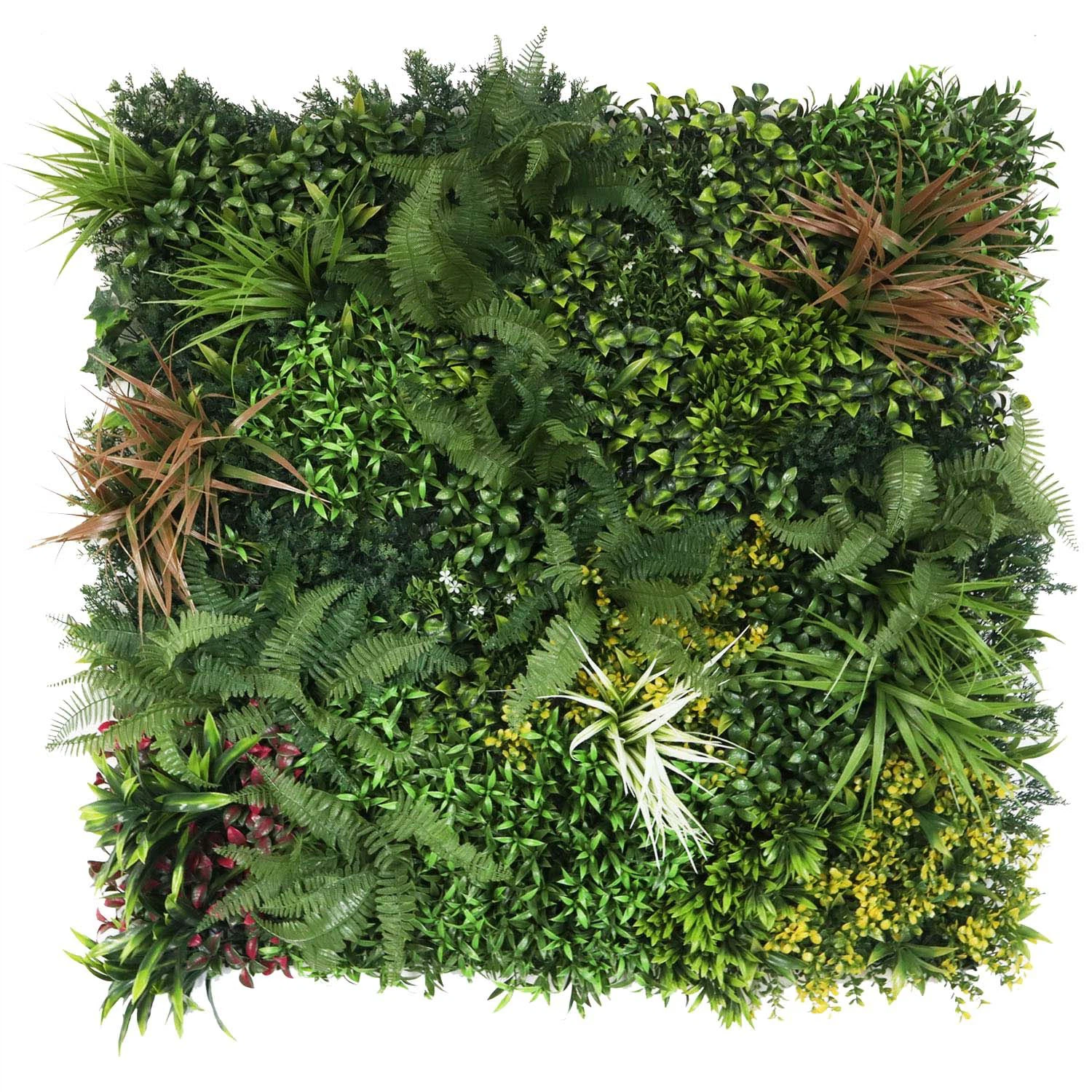 plant indoor wall plant indoor wall