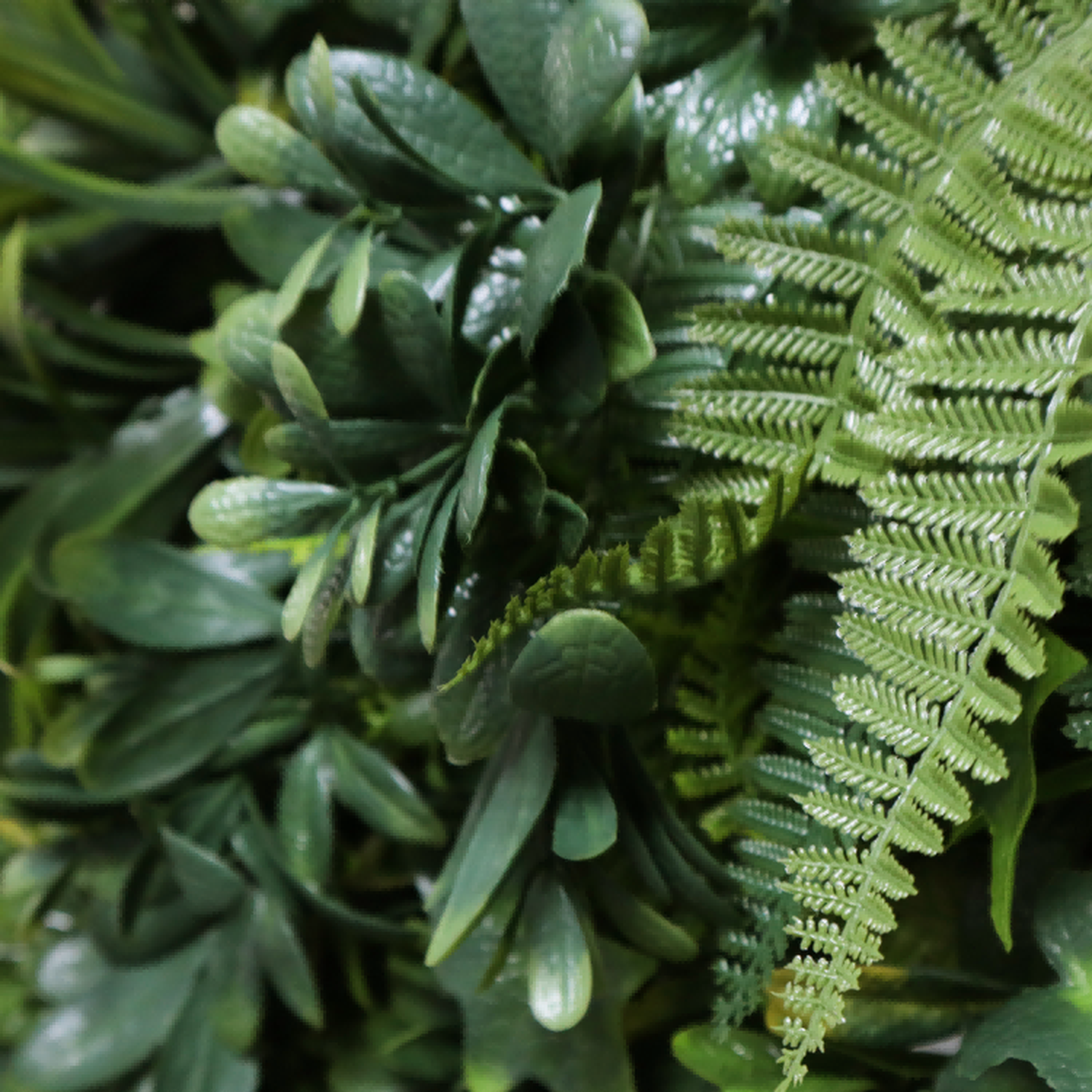green wall plants indoor green wall plants indoor