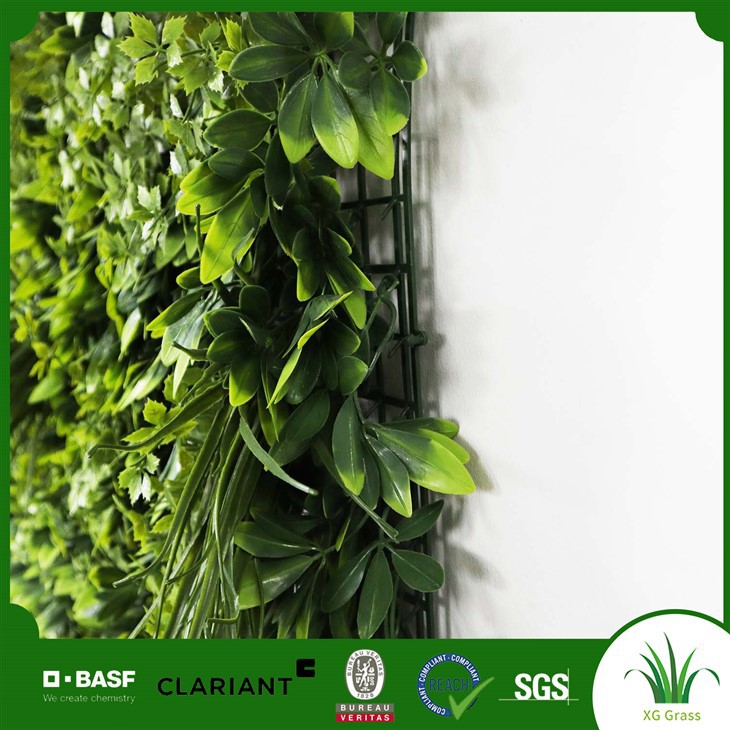 Wall Ivy Indoor