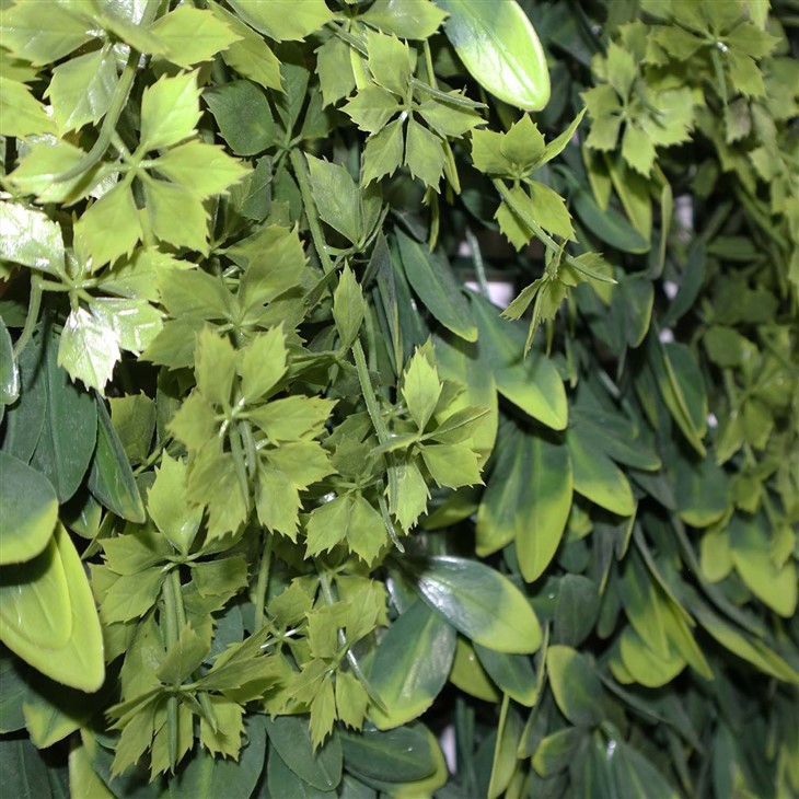 Wall Ivy Indoor